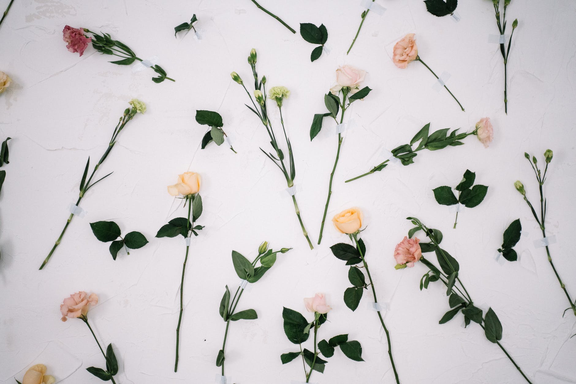 flat lay of long stem flowers